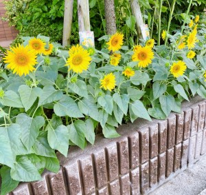 夏ですね