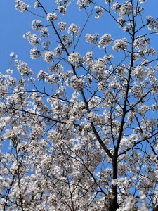 桜が満開